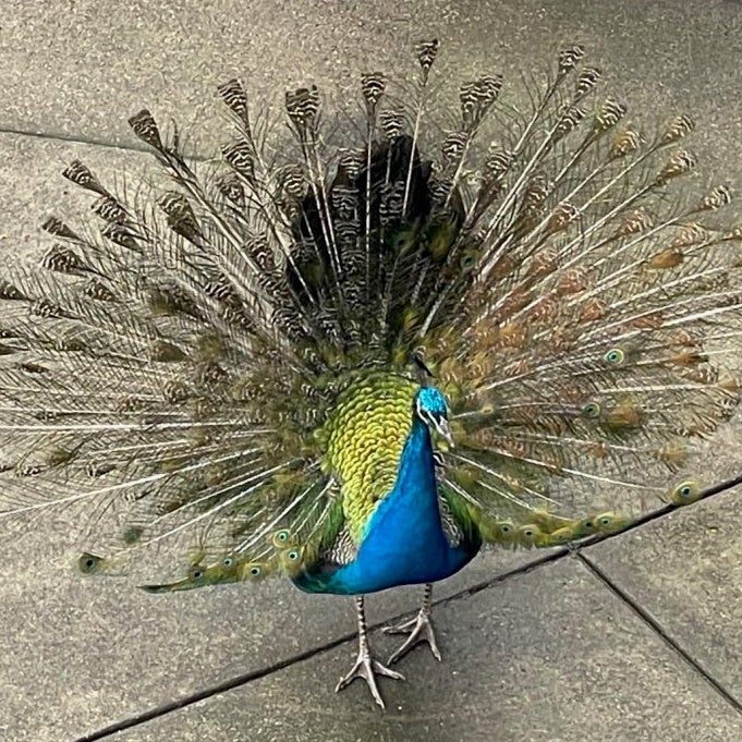 Resident Peacocks