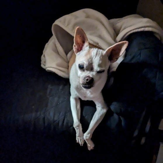 Last Portrait of Zeke